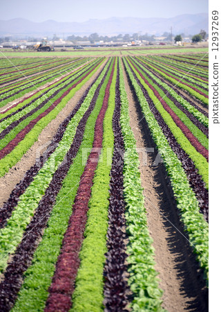 American lettuce farmer 12937269