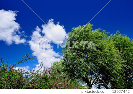 柳樹在風中顫抖 12937442