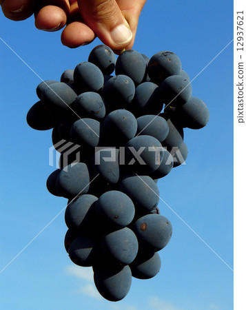 grapes 12937621