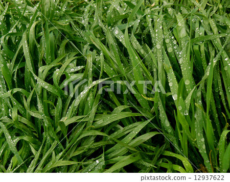 green grass green grass 12937622