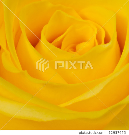 yellow rose yellow rose 12937653