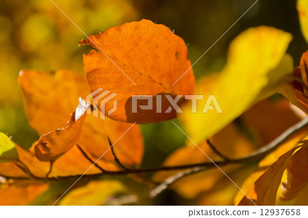 autumn foliage autumn foliage 12937658