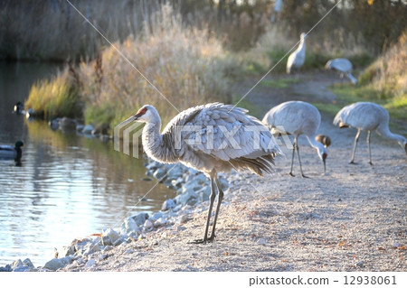 5 Canadian Cruises 5 Sandhill Cranes 5 Canadian Cruises 5 Sandhill Cranes 12938061