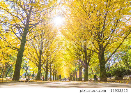 Beautiful ginkgo tree line Beautiful ginkgo tree line 12938235