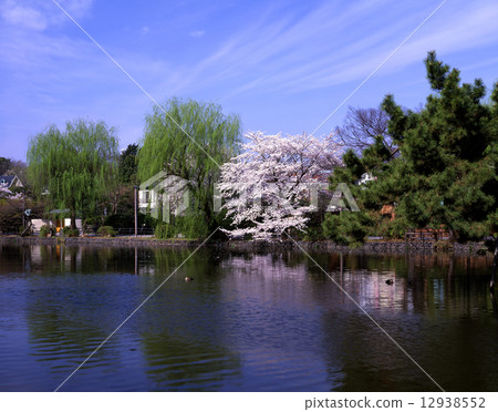 Shakujii公園的櫻花 12938552