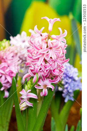 Hyacinth flowers in garden. 12938553