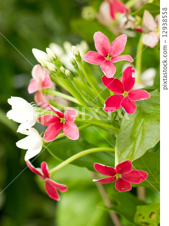Close up of Chinese honey Suckle or Rangoon Creeper flowers. Close up of Chinese honey Suckle or Rangoon Creeper flowers. 12938558