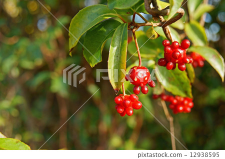 Red fruit of Sunnegra 12938595