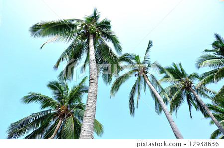 palm tree seaside palm tree seaside 12938636