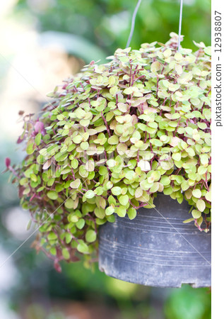 Callisia Repens, Turtle Vine or Inch Plant potted plant. Callisia Repens, Turtle Vine or Inch Plant potted plant. 12938807