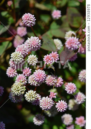 淡水蕎麥麵（Himenba蕎麥麵） 12938978