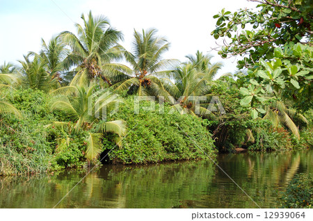 The river and green palms and bushes, Sri Lanka The river and green palms and bushes, Sri Lanka 12939064