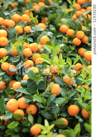 citrus oranges grow on tree for a happy chinese new year decoration 12939280
