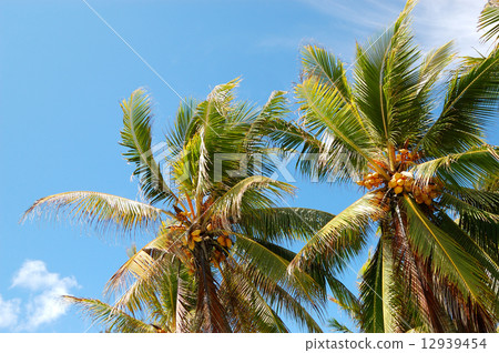 Harvest of the coconut palm with yellow fruits, Bentota, Sri Lan 12939454