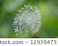 蜘蛛巢蜘蛛Kumono蜘蛛 12939473