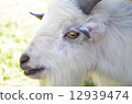 山羊山羊山羊白色山綿羊白色山羊白色山羊 12939474