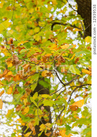 Autumn leaves of Platanus 12939538