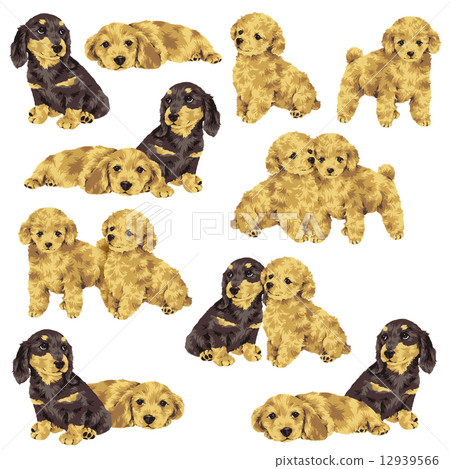 漂亮的小狗 12939566