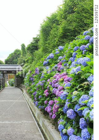 Hydrangeas in full bloom Hydrangeas in full bloom 12939712