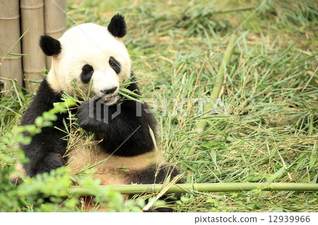 giant panda at forest giant panda at forest 12939966