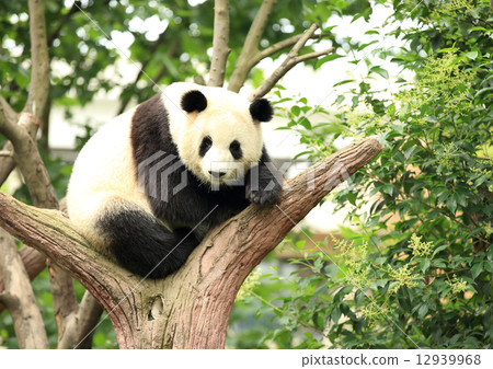 giant panda at forest 12939968