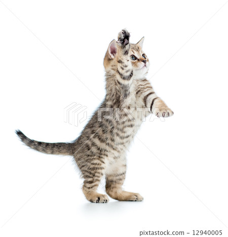 playful scottish kitten isolated on white background  12940005