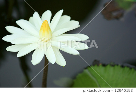 beautiful lotus blooming in pond beautiful lotus blooming in pond 12940198