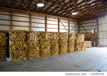 美國捲菸種植 美國捲菸種植 12940341