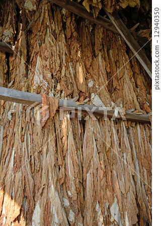 American cigarette cultivation American cigarette cultivation 12940350