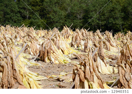 American cigarette cultivation American cigarette cultivation 12940351