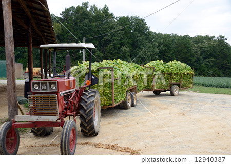 美國捲菸農民 美國捲菸農民 12940387