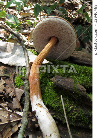 蘑菇狩獵 蘑菇狩獵 12940468