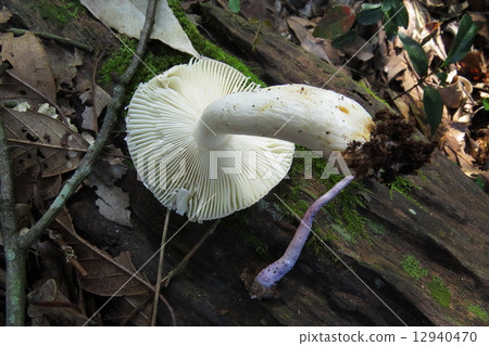 秋天的蘑菇 12940470