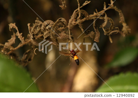 Living thing Insects Tsunugi hornet wasps, tropical bee of flashy coloring. In the hornet is the most beautiful 12940892