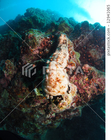 Sea cucumber sticking to the rock 12941065