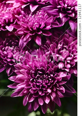 Blue Chrysanthemum 12941117