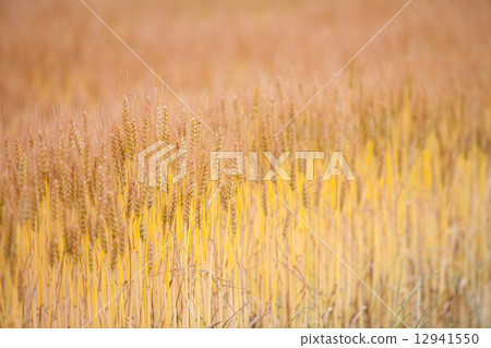Wheat field 12941550