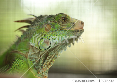 Green Lizard Green Lizard finding food Green Lizard Green Lizard finding food 12942238