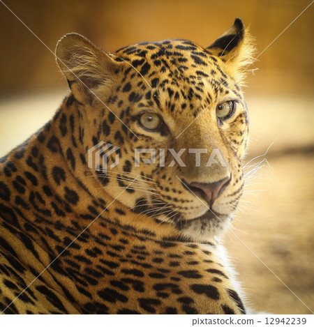 Close up face of Jaguar animal Close up face of Jaguar animal 12942239