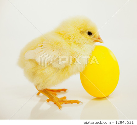 Newborn chicken with yellow egg 12943531
