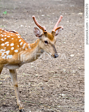 Maral Altai Maral Altai 12943870
