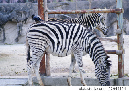 Zebra and crow 2 Zebra and crow 2 12944124