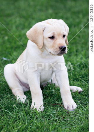 Labrador (retriever) puppy Labrador (retriever) puppy 12945336