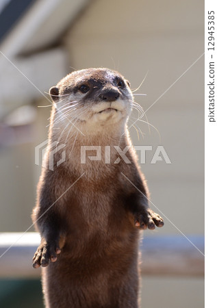 Kotsumekawauso 12945385