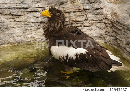 斯特勒的海鷹24 12945387