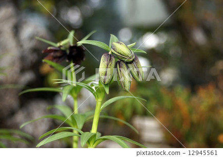 Cuddy's bud Cuddy's bud 12945561