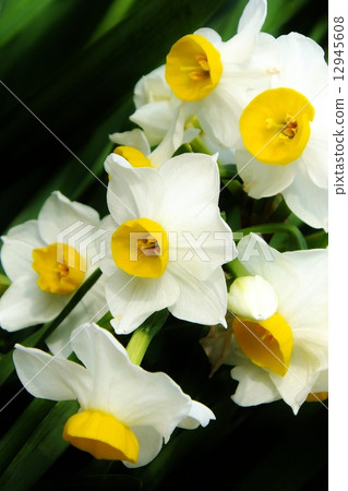 在綠色,日本水仙花整齊地綻放(垂直) 在綠色,日本水仙花整齊地綻放(垂直) 12945608
