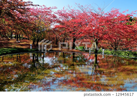 Autumn leaves of Ryu pia 12945617