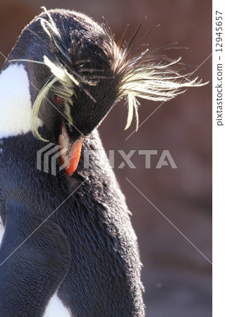 Iwatobi penguins Iwatobi penguins 12945657