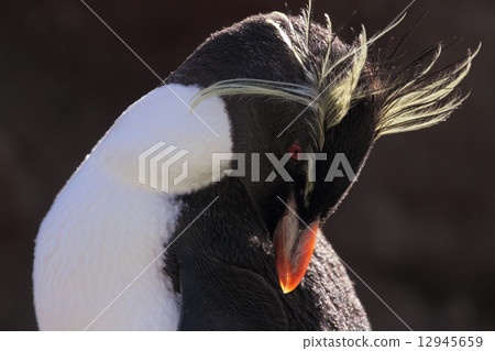 Iwatobi penguins Iwatobi penguins 12945659